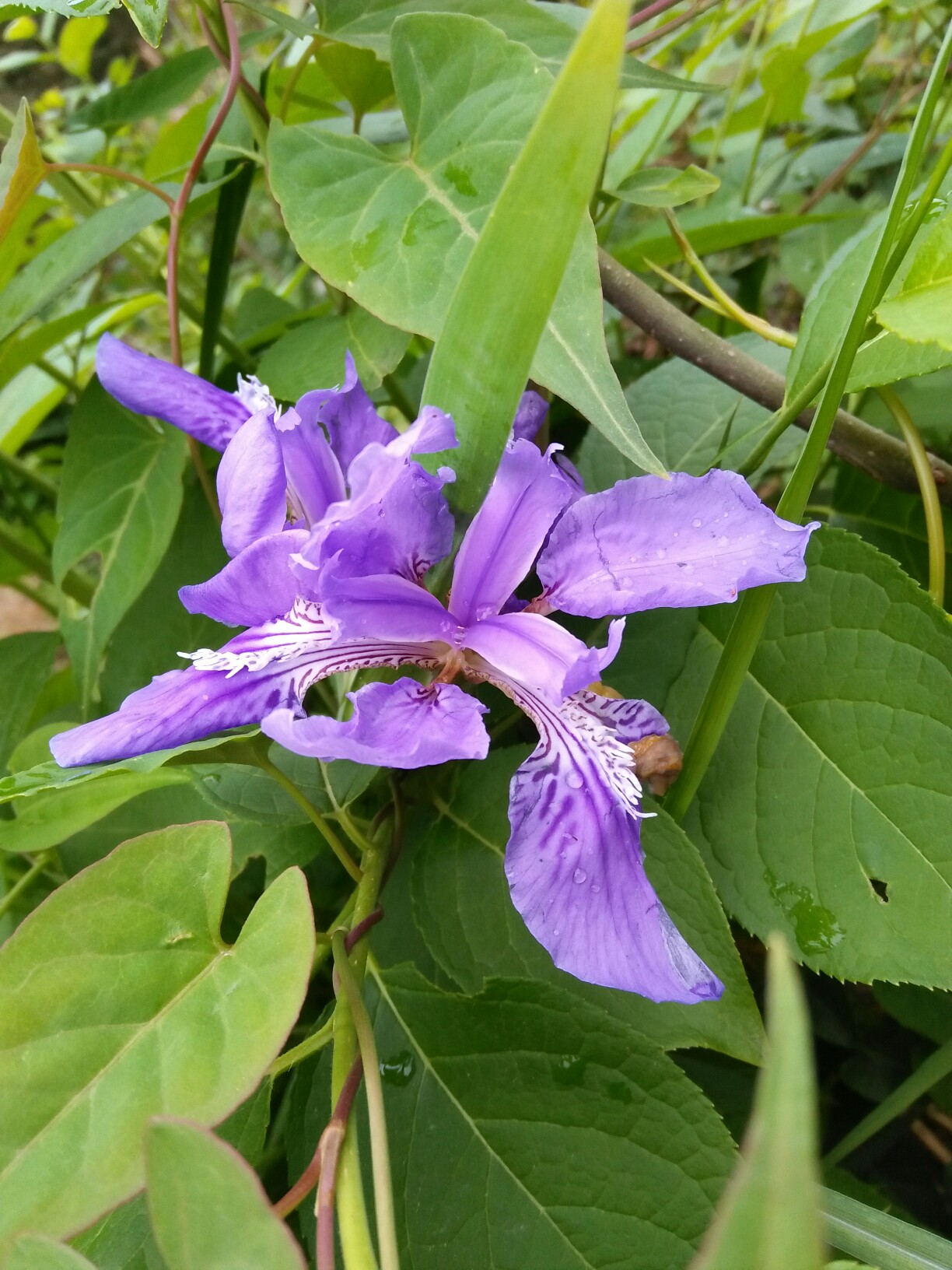 开云体育登录-錁(锞同音字)