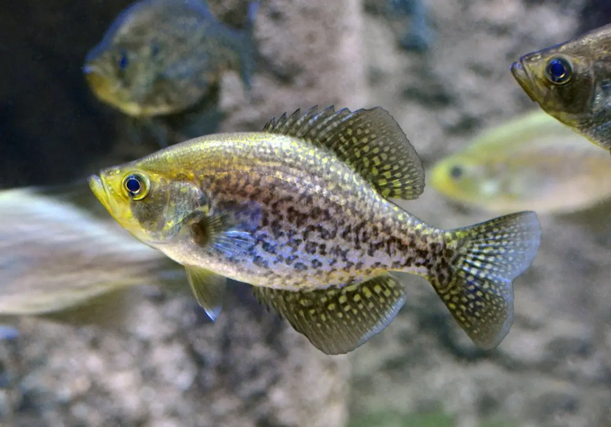 kaiyun-布洛芬缓释胶囊的功效与作用